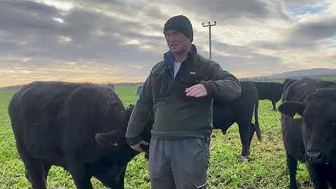 Deeside Forage Crop Project: Sheep & Fodder Beet