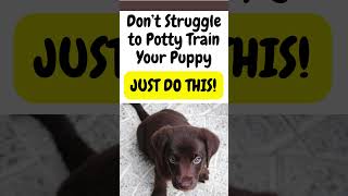 What is the Best Way to Potty Train a Puppy? CLICK TO WATCH FULL VIDEO! #puppypottytraining