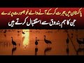 Migratory birds in pakistan cranes ducks  other birds migrating in pakistan wildlife of pakistan