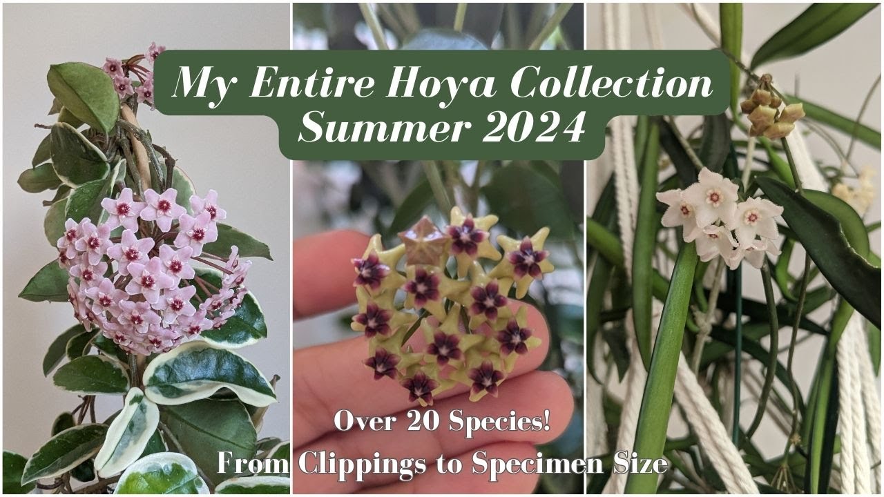 My Entire Hoya Collection | Summer 2024 ~3 Years of Growth from Cuttings~