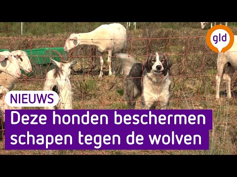 Video: Verrassende Verschillen Tussen Schapen En Geiten