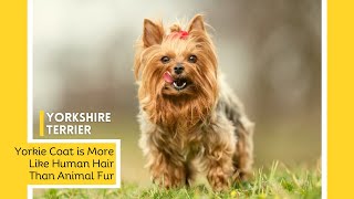 Yorkshire Terrier Dog Breed  Amazing Facts About Yorkie