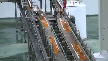 Bottle Conveyor System