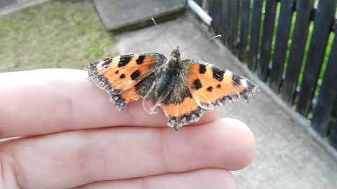 Butterfly rescued from spider