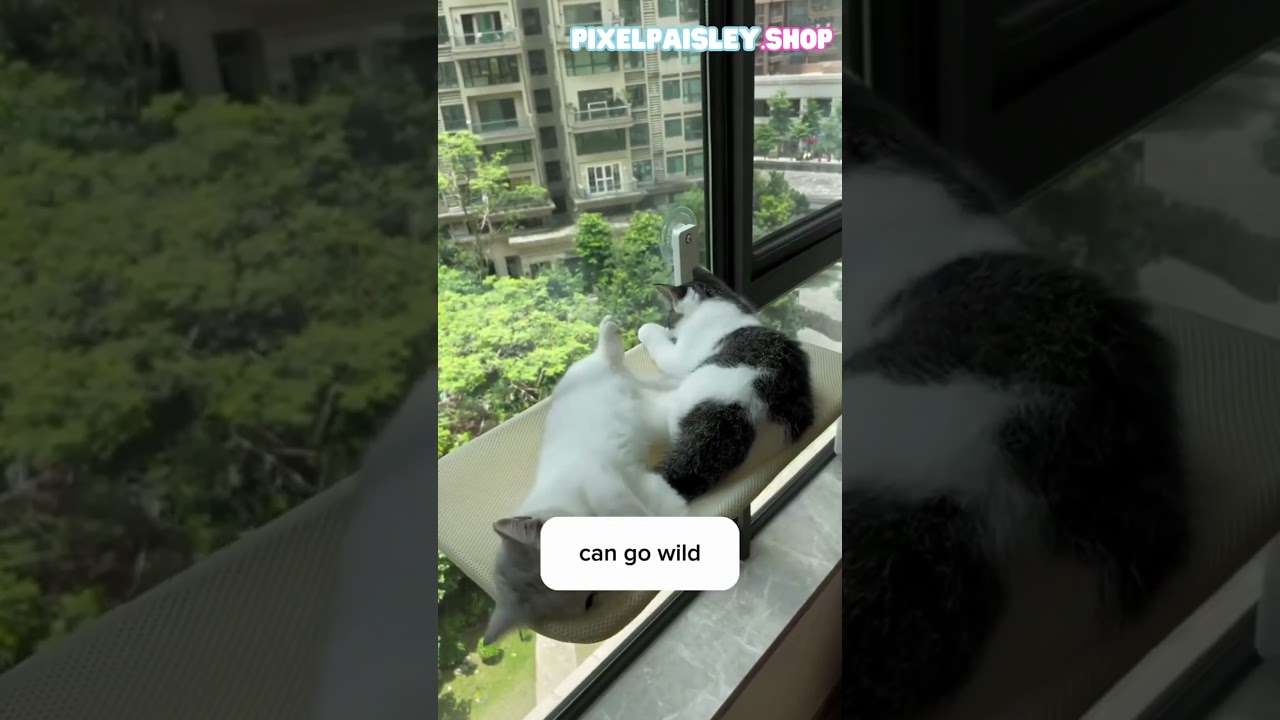 🔍 Expert Review: Cat Accessory of the Year!