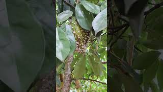 Buah srikaya matang di pohon
