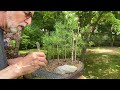Part 2. Taming My Larch Forest Near The Motorway. 11-Jun-2026