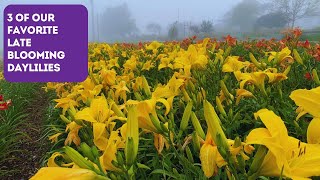 Daylilies That Keep Blooming Into Late Season