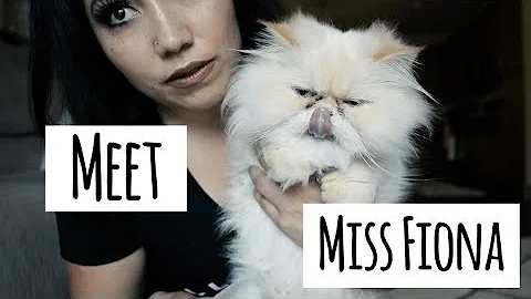 Watch the video about How To Clean Out Your Persian Cat's Eyes