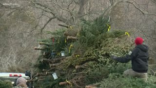 Christmas tree recycle program a "Success"