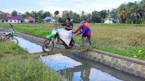 Aksi tukang ojek gabah di sawah menyebrangi jembatan kecil