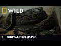 Python Babies | Snakebite Week | National Geographic Wild UK