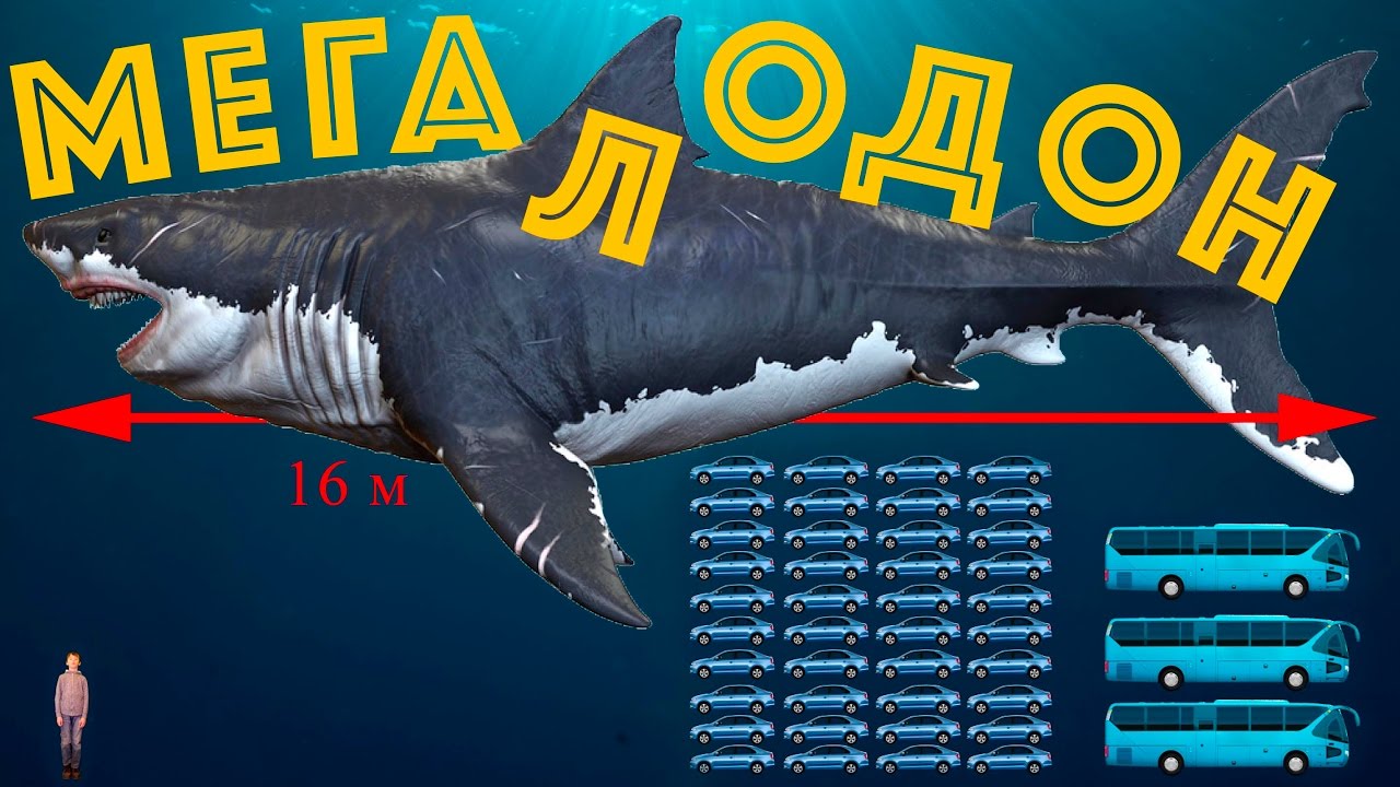 Мегалодон - кайнозойский монстр - YouTube