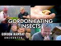 Every Time Gordon Eats An Insect | Gordon Ramsay: Uncharted