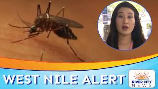 West Nile Case Confirmed in Travis County What Texans Should Know