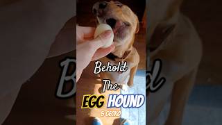 Behold The Egg Hound (& Gecko) #funny #flutterpie #lieutenantpancake #egg #Beagle #Gecko