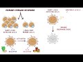 B- and T-cell memory