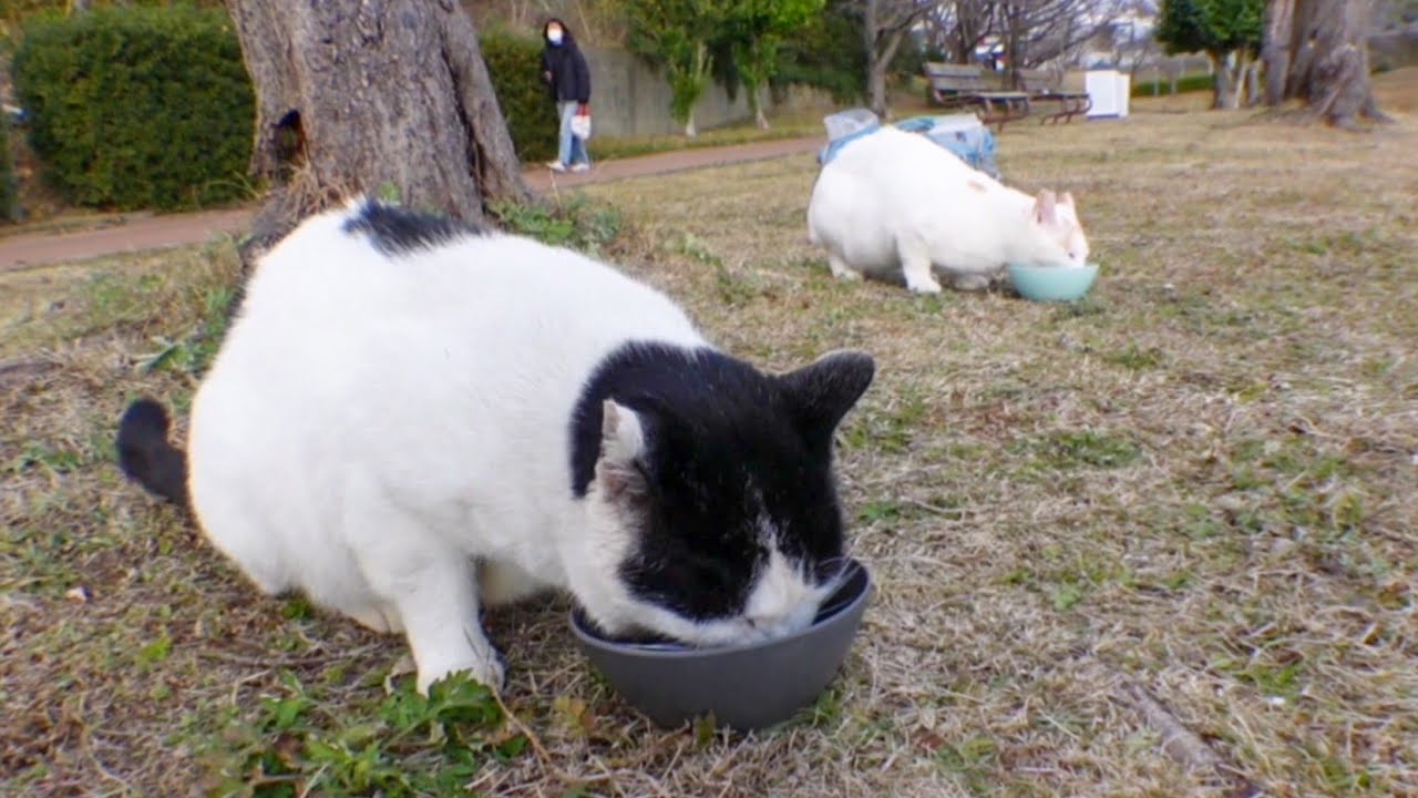大晦日の猫公園 猫ちゃん達食事中でした Youtube