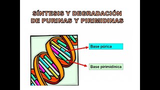 SÍNTESIS Y DEGRADACIÓN DE PURINAS Y PIRIMIDINAS