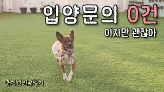 이렇게 순하고 착한데 무릎 강아지가 아니라서 일까요?ㅣ1인가구 유기견 임시보호