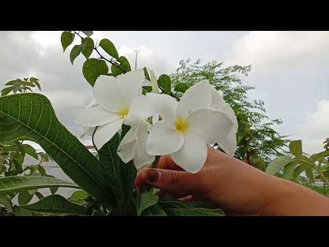MORFOLOGI TUMBUHAN: Jenis Bunga Tunggal  (Planta Uniflora) dan Bunga Majemuk (Pĺanťa Multifora)