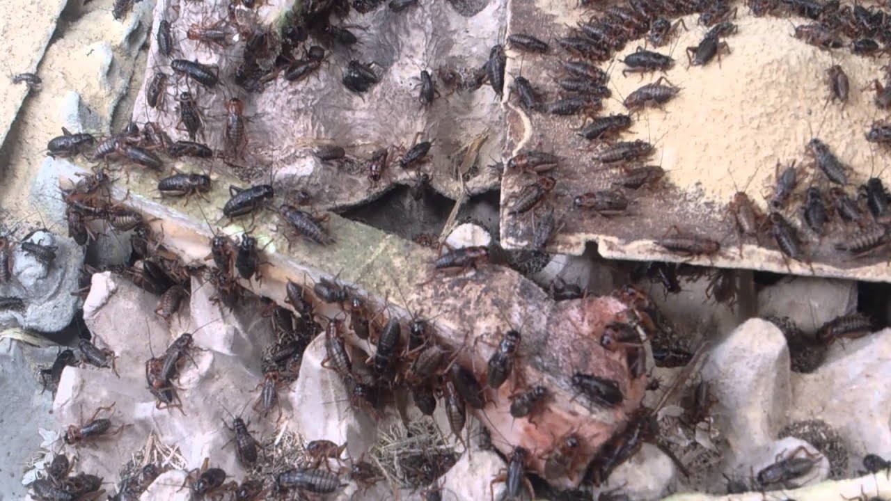 Budidaya Ternak Jangkrik - Cara Merawat Jangkrik Siap Panen 