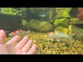 Swimming with the koi fish in the recreation pond