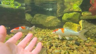 Swimming with the koi fish in the recreation pond