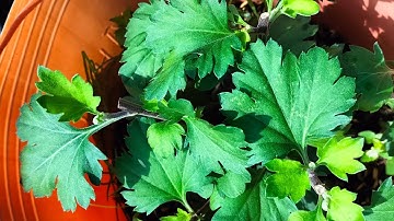 cập nhật tình hình cúc cổ la(cúc thân gỗ), nhân giống cúc cổ sơn la