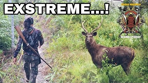 De meest extreme hertenjachtervaring in de jungle van Kalimantan!
