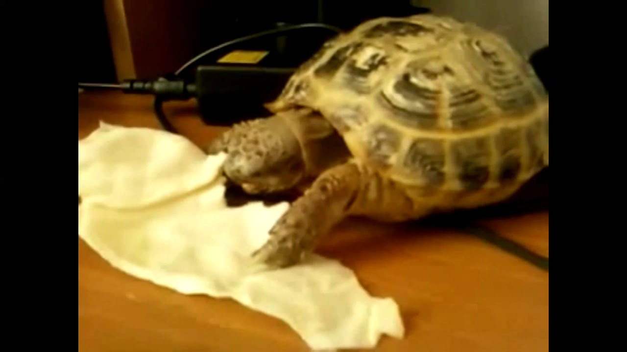 Маруся - YouTube