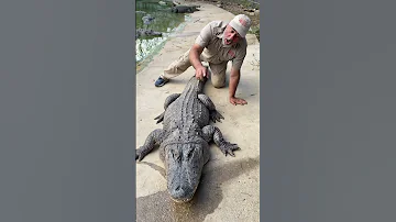 Jak velký byl největší zaznamenaný aligátor v Texasu?