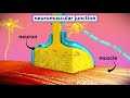 Unraveling Muscle Contraction Mechanisms at the Molecular Level