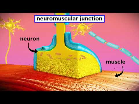 Thumbnail for the embedded element "The Mechanism of Muscle Contraction: Sarcomeres, Action Potential, and the Neuromuscular Junction"