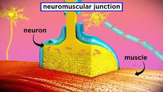 The Mechanism Of Muscle Contraction Sarcomeres Action Potential And The Neuromuscular Junction