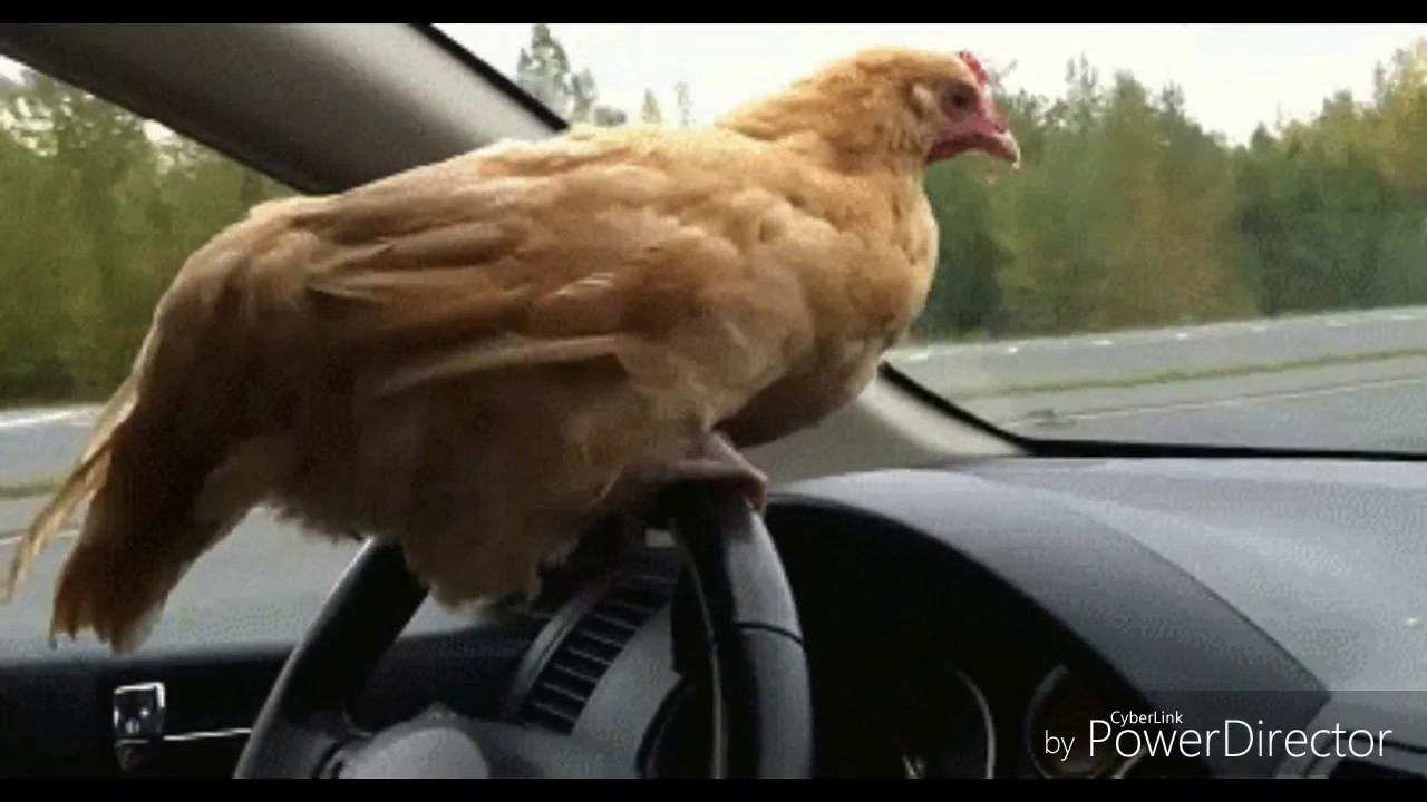 Chicken gifs funny