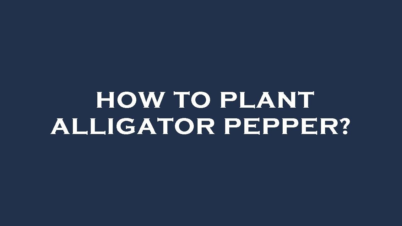 How to plant alligator pepper? - YouTube