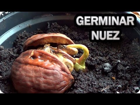 Video: Cómo Cultivar Nueces En El Campo