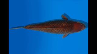 Koi Auktion Dainichi Chagoi Tosai Brownmonkey - 24Cm Kt2-0854