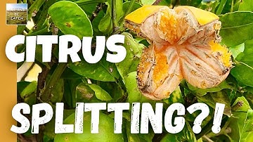 Why Are My Citrus Fruits SPLITTING on the Tree?!