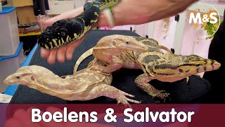 Celebrity Boelens Python & Varanus Salvator with Kevin McCurley Profile