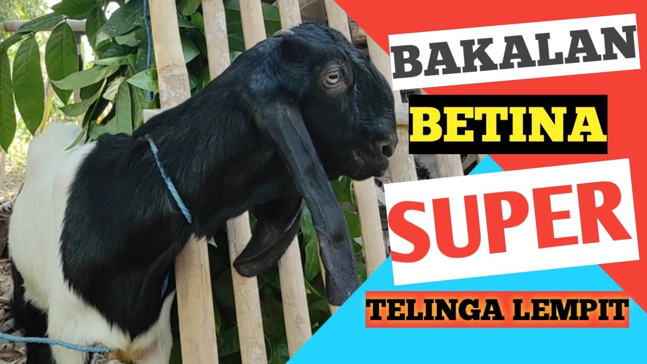 Ternak Pemula Cari Bakalan Kambing Betina Super Kuping Lempit 