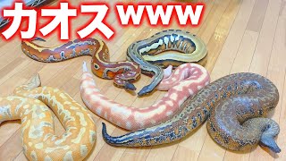 【絶版】Mark Laita SCHLANGEN 爬虫類ヘビ写真集 Amazon.com: Serpentine: 9781419706301: Laita, Mark, Vollmann