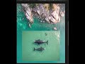 Perfect Image Blending Instantly Master Photoshop Auto Blend Layer Like a Pro😱Hidden Secret Revealed
