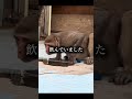 インドの猿に襲撃された数日間
