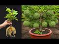 Grow Sweetsop Tree FAST with This Pro Cutting Technique!