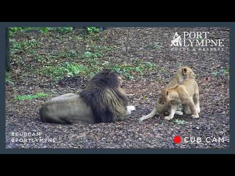 Lion Cub Cam Highlight All Three Lion Cubs Enjoying Some Quality Time With Dad