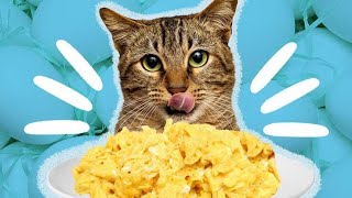 Egg Recipe For Cats No Chicken Best For Cats Weight Gain