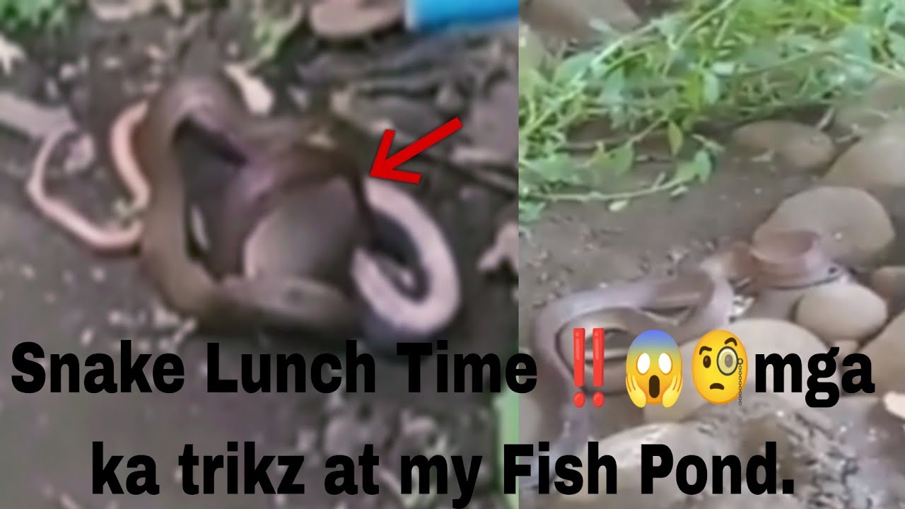 predator eat his prey..grabe guyz this creature found in our fish pond ...