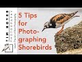 5 Shorebird Photography Tips [2018]